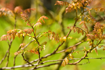 Neuaustrieb des Blasenbaums 