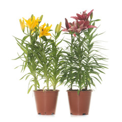 Lilium in pot