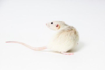 Белая декоративная крыса на светлом фоне