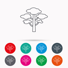 Pine tree icon. Forest wood sign.