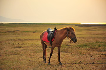 Horse in Grassland at Sunset