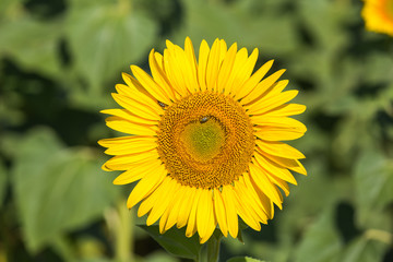 Yellow sunflower