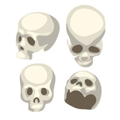White human skull from four different angles