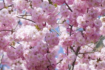 cherry blossom in springtime