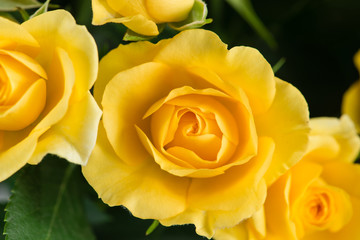 yellow shrub rose