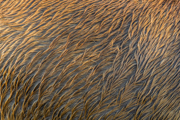A texture made of wet horse hair