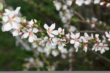 Cherry blossoms little