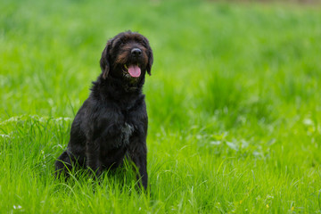 Beautiful mutt black dog Amy in forest hut