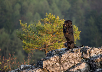 Beautiful mutt black dog Amy on mountain rock.