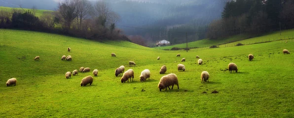 Keuken spatwand met foto panorama van grazende schapen © mimadeo