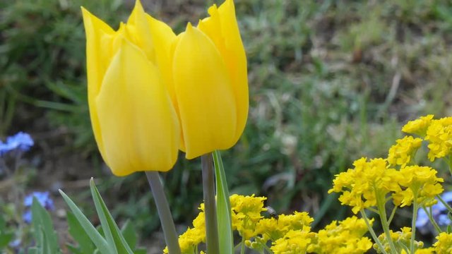 tulips flowers on the green grass