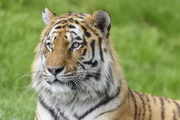 Tuinposter Tigre del Bengala © massimhokuto