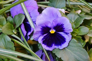 Mauve and violet bicolor pansy flower