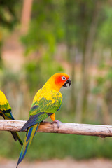 Sun Conure Parrots with nature background
