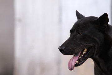 Thailand Dog Looking a Hope - (Selective focus)