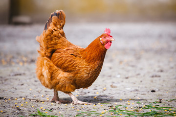 Chickens on traditional free range
