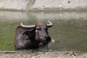 Wasserb&uuml;ffel, Carabao beim Morgenbad