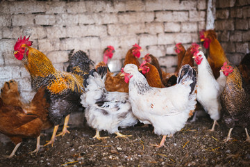 Chickens on traditional free range