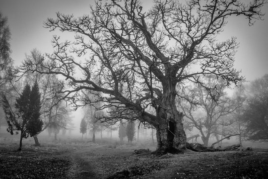 Old Swedish oak tree in monochrome