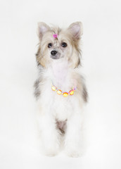Cute Chinese Crested dog (Powderpuff variety, puppy) wearing beads and a hair clip, on a white background