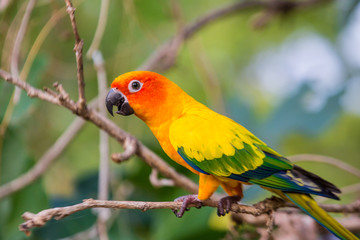 Sun Conure Parrots with nature background