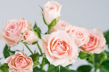 Obraz na płótnie Canvas pale pink rose bush