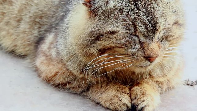 tabby cat doze