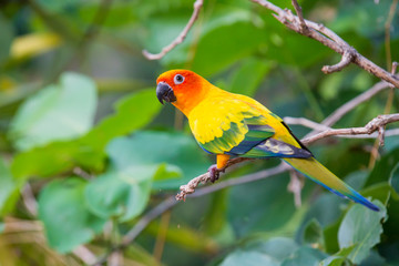 Sun Conure Parrots with nature background