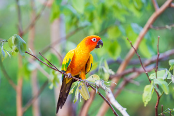 Sun Conure Parrots with nature background