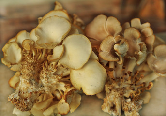 mushrooms grown on the farm. 