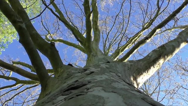 Naked branches of a tree against blue sky close up 

