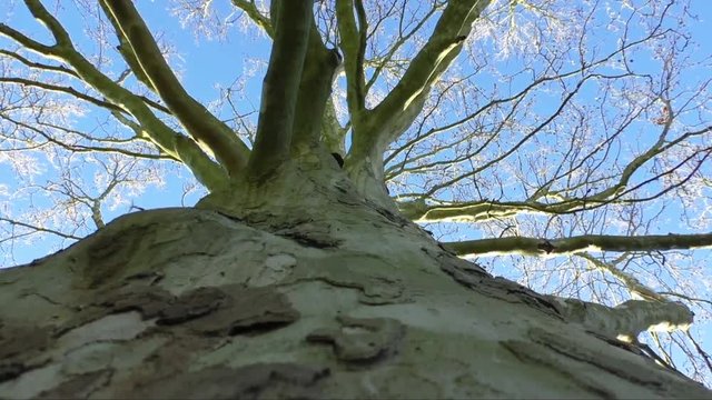 Naked branches of a tree against blue sky close up 
