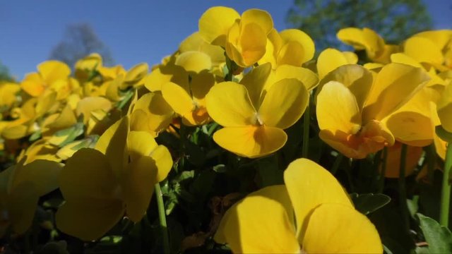Yellow pansy flower with background of pansies and blue sky
