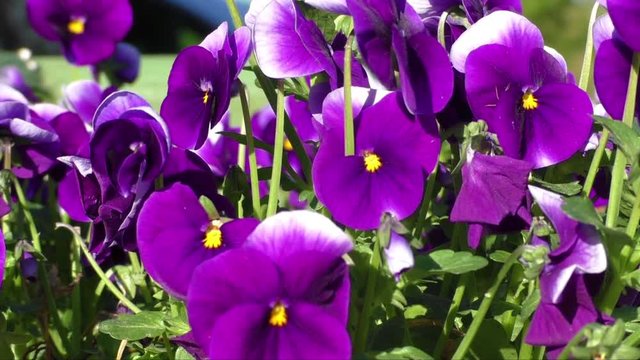 Group of three bright violet pansy (viola tricolor, Viola cornuta)
