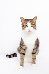 Бело-серый полосатый кот на светлом фоне