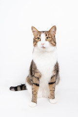 Бело-серый полосатый кот на светлом фоне