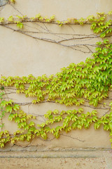 Ivy covered wall. background with ivy, green plant