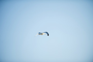 Flying Seagull