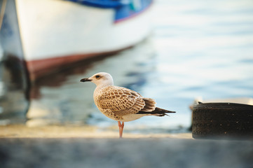 Thoughtful Seagull