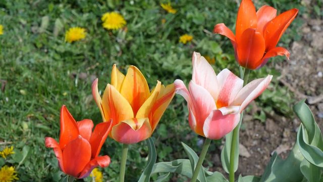 tulips flowers on the green grass