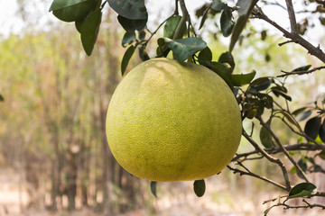 Fresh big pomelo fruit tree  in tropical garden view background