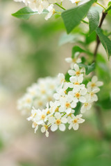 Flowers of the cherry blossoms
