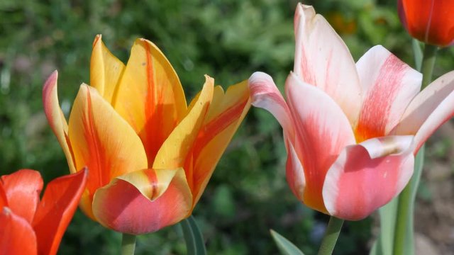 tulips flowers on the green grass