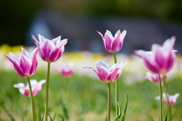 Obraz na płótnie Canvas Colorful tulip garden in spring