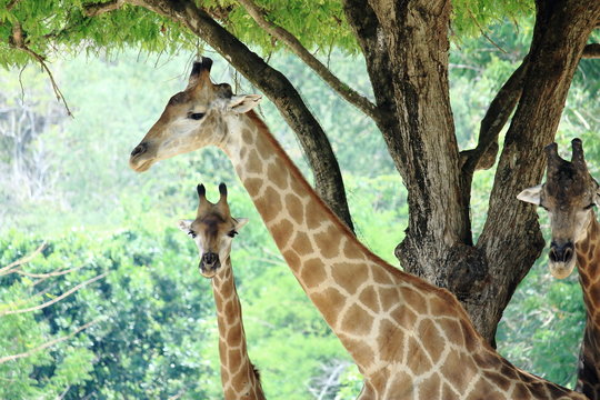 Giraffes Rest Under the Big Tree In Very Hot Day