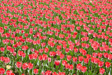 Colorful tulip garden in spring