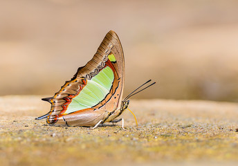 Beautiful The Common Nawab butterfly eat mineral in nature