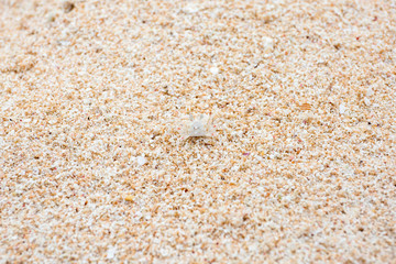 Where's Crab? A little ghost Crab.