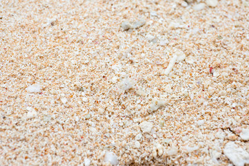 Where's Crab? A little ghost Crab.