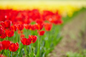 Colorful tulip garden in spring